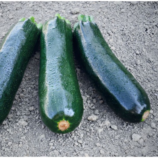 Cukinia Rabacca F1