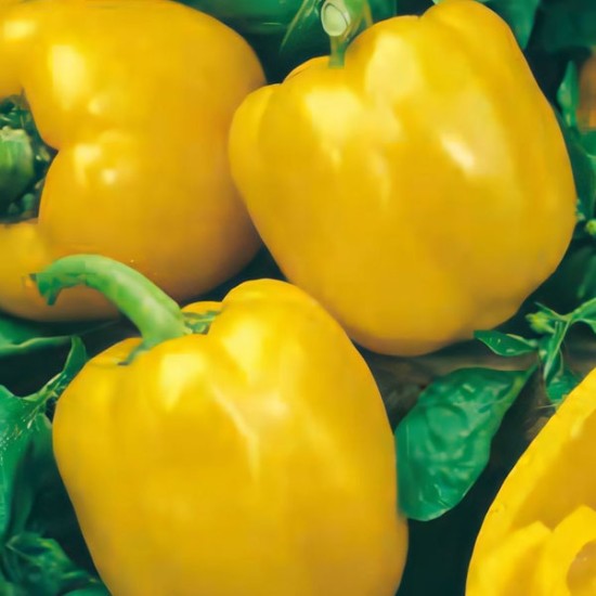 Papryka Quadrato Asti Giallo