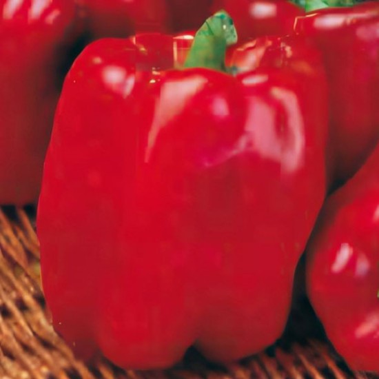 Papryka Quadrato Asti Rosso