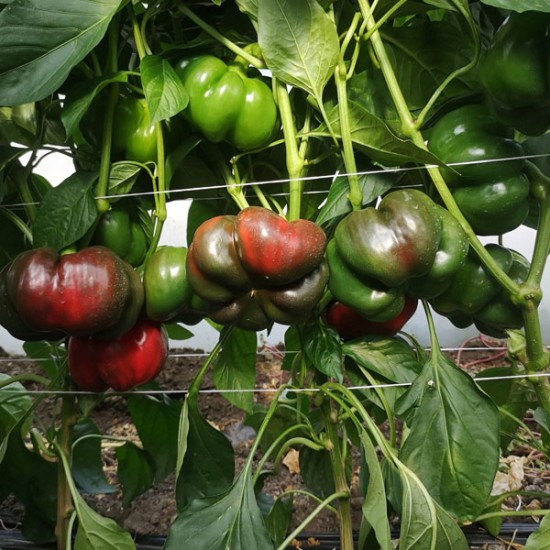 Papryka pomidorowa Bronco F1