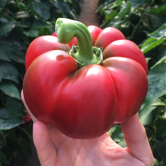 Papryka pomidorowa Bronco F1