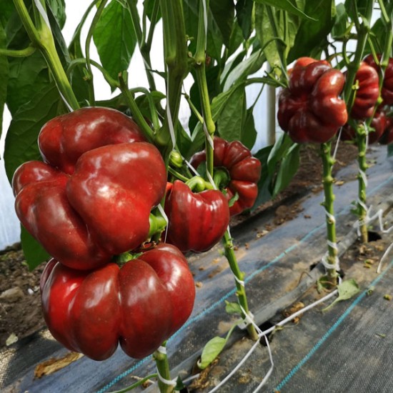 Papryka pomidorowa Bronco F1