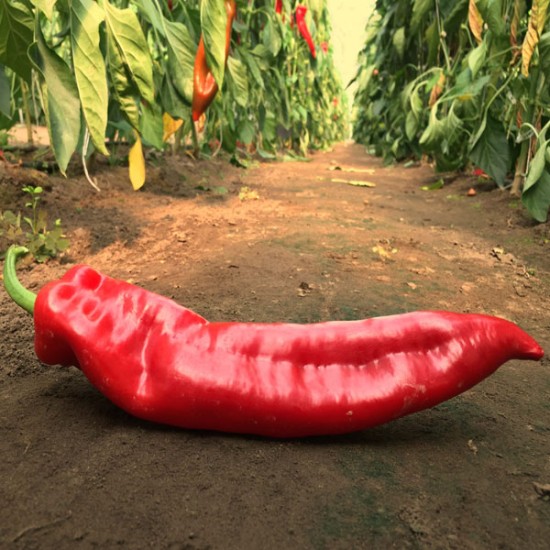 Papryka stożkowa Delicado F1