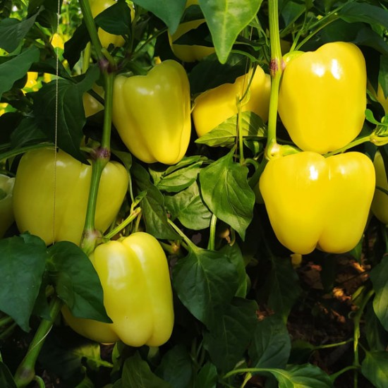 Papryka Goldano F1