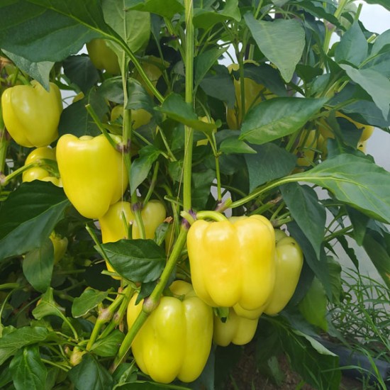 Papryka Goldano F1