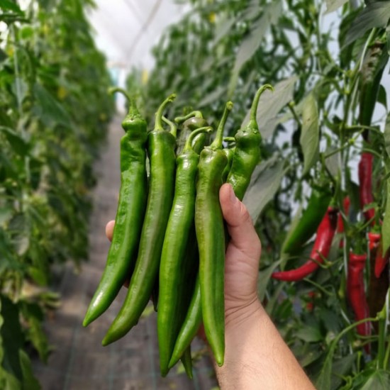 Papryka chili Koyot F1