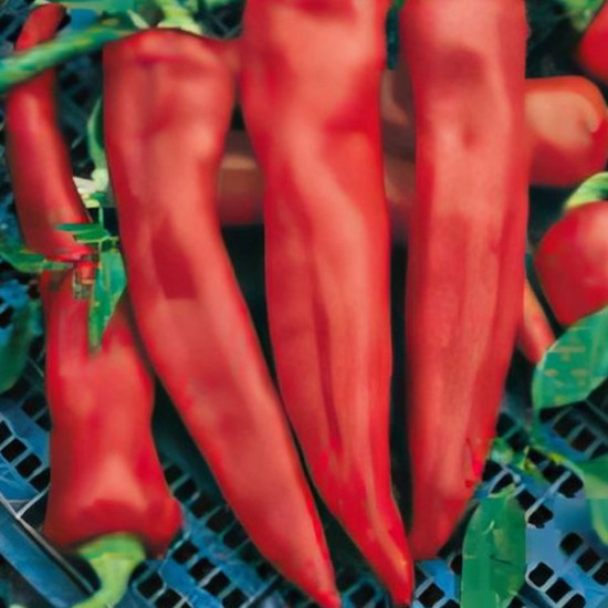 Papryka Quadrato Asti Rosso