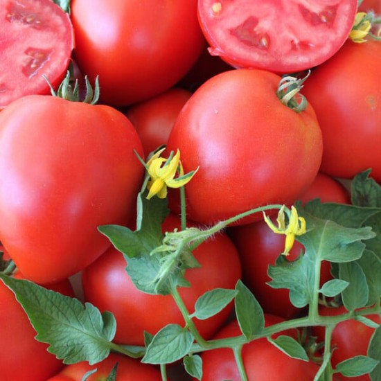 Pomidor Armira F1