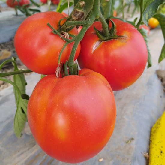 Pomidor Armira F1