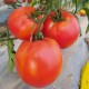 Pomidor Armira F1