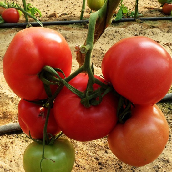 Pomidor malinowy Mal200 F1
