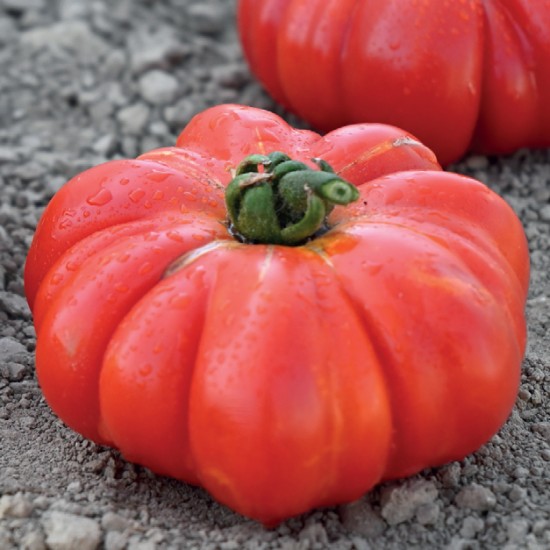 Pomidor Mammy F1