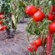 Pomidor Riya F1