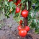Pomidor Riya F1