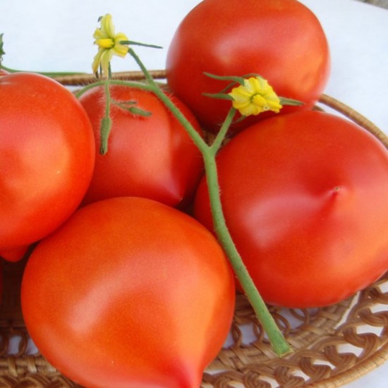 Pomidor Riya F1