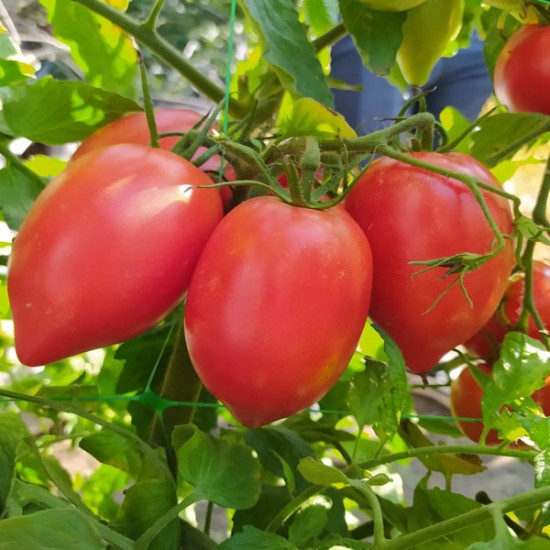 Pomidor malinowy Rugby F1