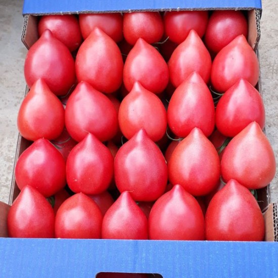 Pomidor malinowy Rugby F1