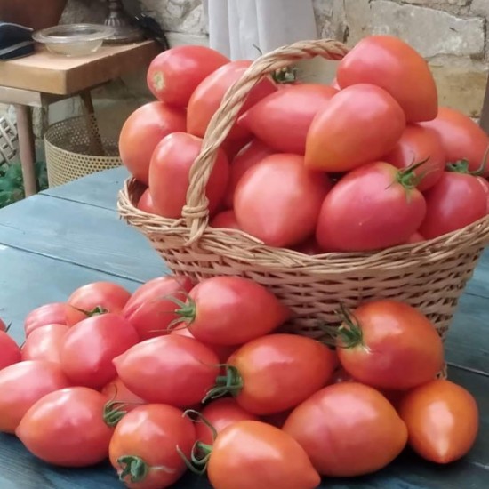 Pomidor malinowy Rugby F1