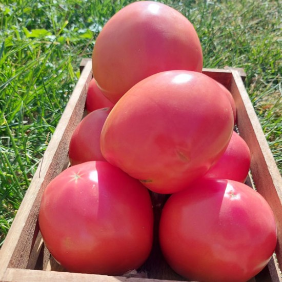 Pomidor malinowy Sandero F1