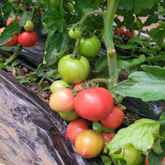 Pomidor malinowy Sandero F1