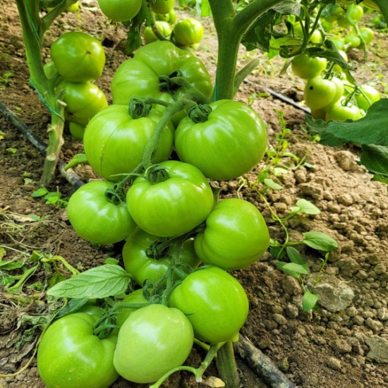 Pomidor malinowy Sandero F1