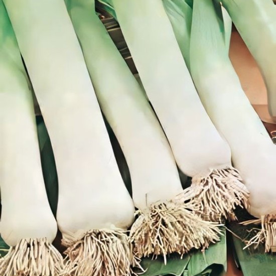 Por mrozoodporny Carentan 2